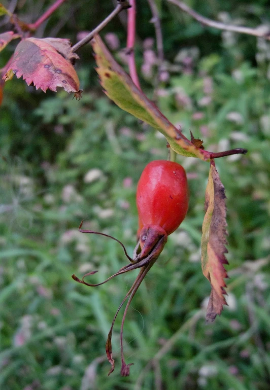 a close up of a fruit on a tree, rasquache, rose twining, toward to the camera, hestiasula head, mid fall