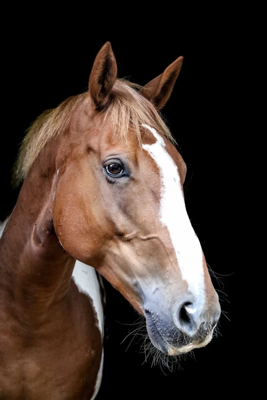 a brown and white horse with a black background, by Felipe Seade, close to the camera, full colour, of augean stables, high contrast!