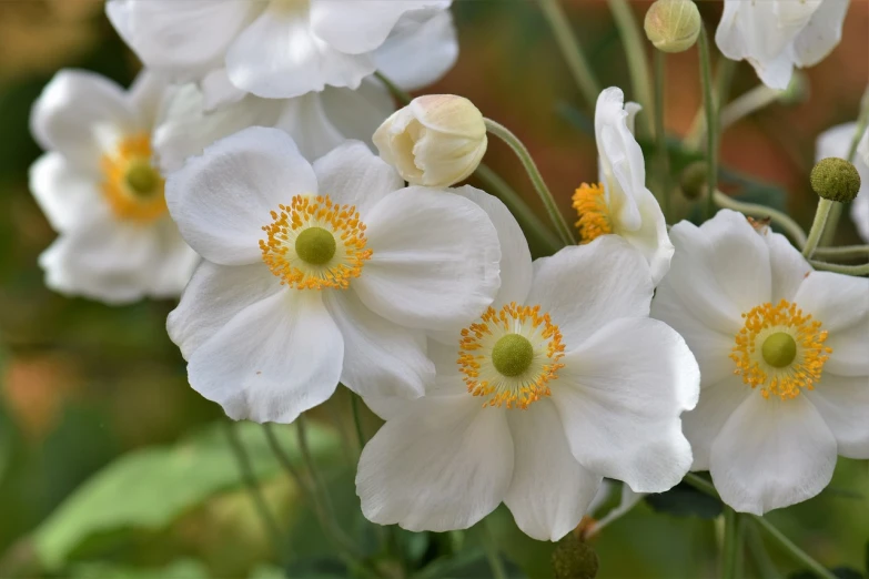 a close up of a bunch of white flowers, inspired by Frederick Goodall, trending on pixabay, art nouveau, himalayan poppy flowers, anemone, yellow pupils, soft shade