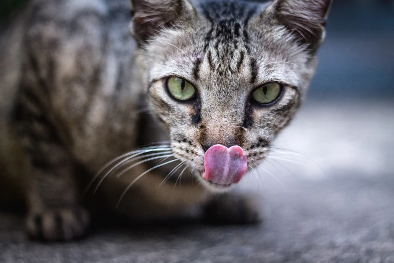 a close up of a cat with its tongue out, by Basuki Abdullah, unsplash, photorealism, about to consume you, square nose, full body close-up shot, kissing
