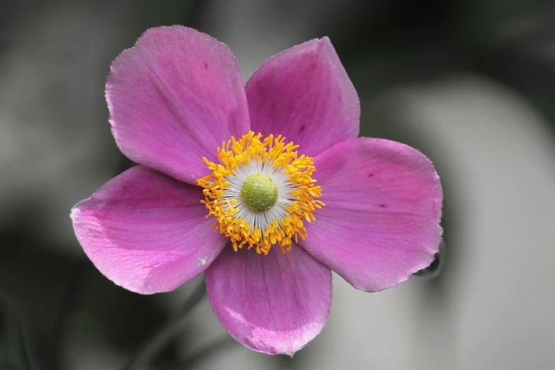 a close up of a pink flower with yellow stamen, by Robert Brackman, hurufiyya, himalayan poppy flowers, magenta and gray, anemone, high quality photos