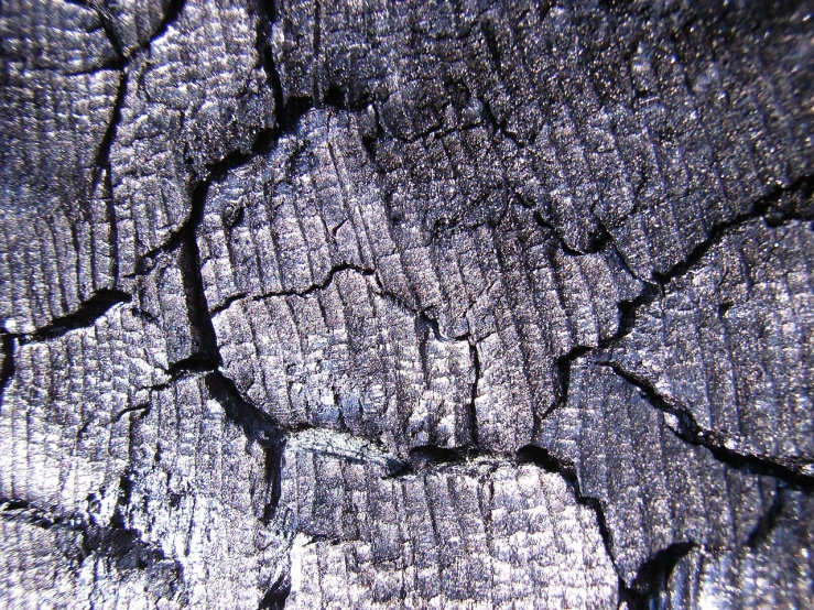 a close up of a piece of wood, flickr, charred, shiny skin”