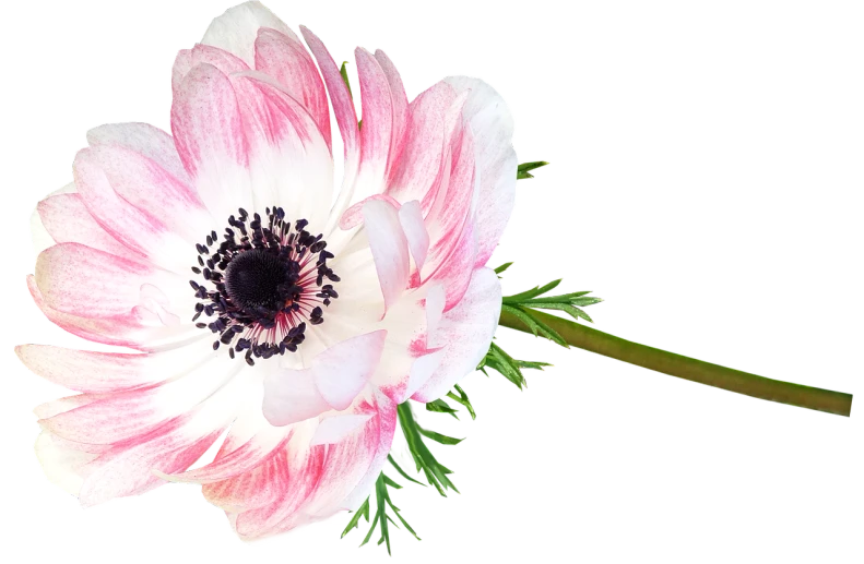 a close up of a pink and white flower, a digital rendering, by Raymond Coxon, pixabay, anemones, in front of a black background, isolated on white background, header