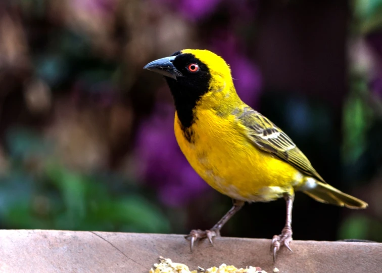 a yellow and black bird standing on a ledge, flickr, hurufiyya, colorful hd picure, african sybil, ready to eat, wallpaper - 1 0 2 4