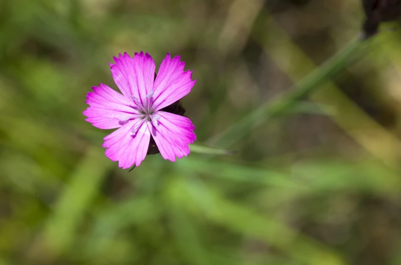 a pink flower sitting on top of a lush green field, a macro photograph, minimalism, modern high sharpness photo, in a forest glade, flash photo, youthful colours