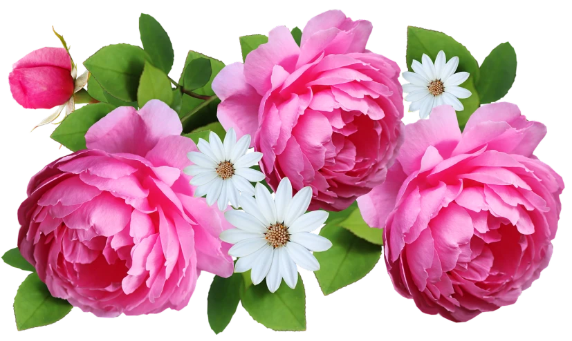 a bouquet of pink roses and white daisies, a digital rendering, by Rhea Carmi, pixabay, clematis theme banner, black peonies, accurate detail, full size