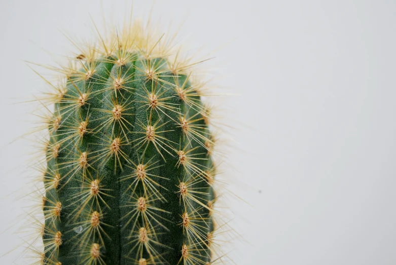 a close up of a cactus on a white surface, by Richard Carline, half body photo, sharp focus perfect horizontal, rule of thirds highly detailed, product introduction photo