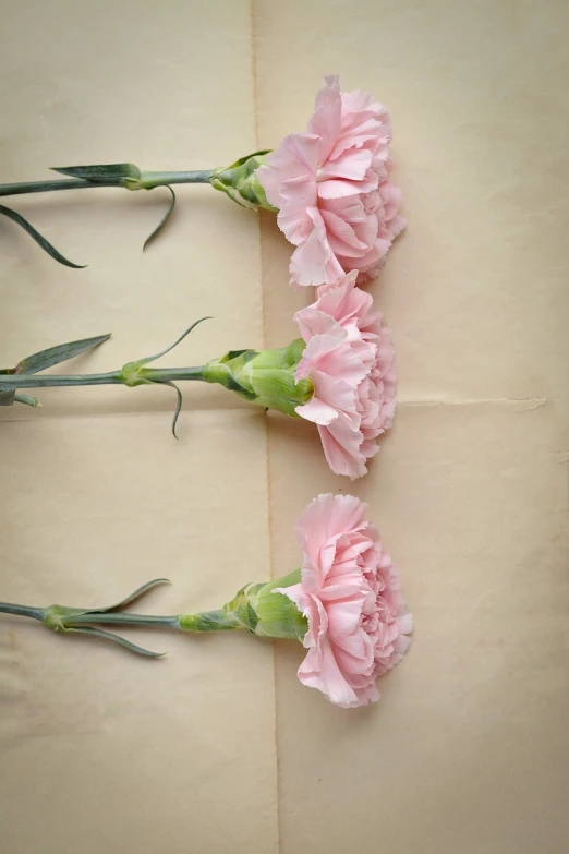 three pink carnations on a piece of paper, romanticism, half - length photo
