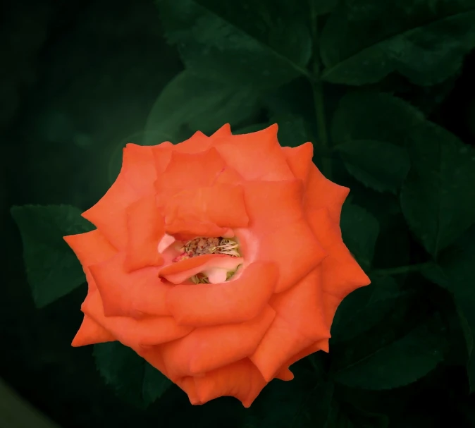 a close up of an orange rose with green leaves, a macro photograph, by Jan Rustem, romanticism, agfa isopan iso 2 5, sitting in the rose garden, view from above, taken in the night