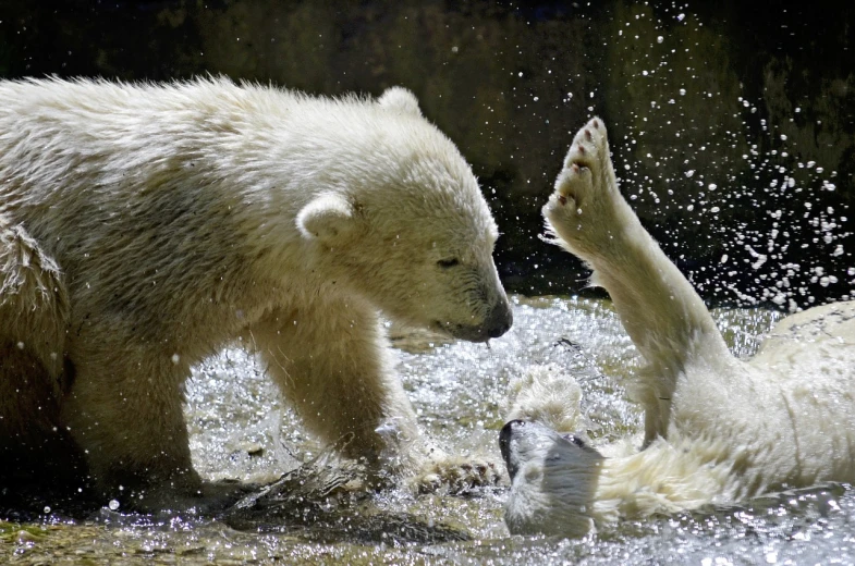 two polar bears are playing in the water, a photo, by Dietmar Damerau, shutterstock, romanticism, close-up fight, bubbles ”, watch photo