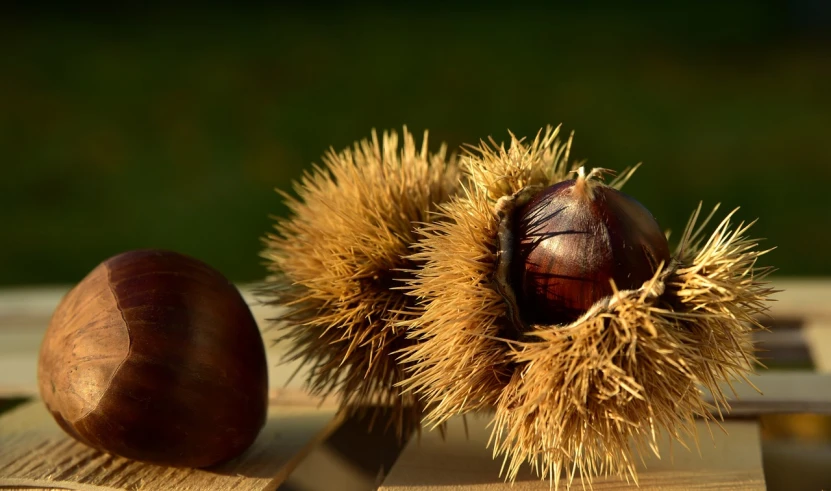 a couple of nuts sitting on top of a wooden table, a macro photograph, by Jan Rustem, spikes on the body, chestnut hair, cornucopia, outside