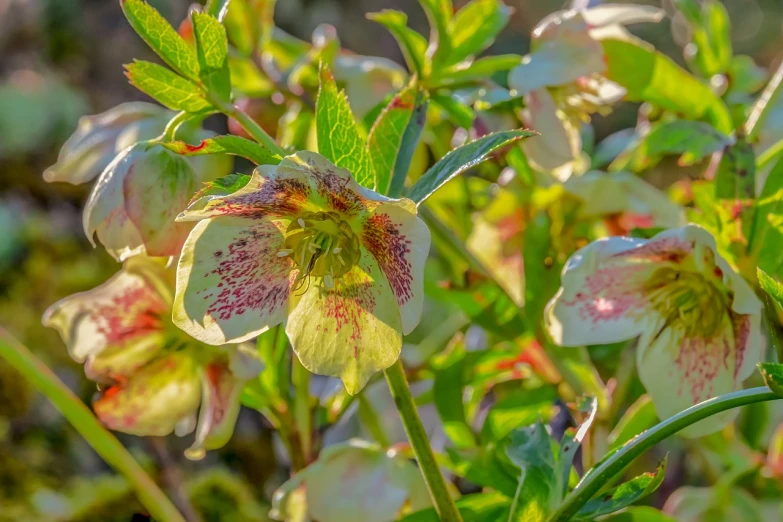 a close up of a flower on a plant, a pastel, by Arnie Swekel, shutterstock, dappled afternoon sunlight, apple blossoms, carnivorous plant, highly detailed photo