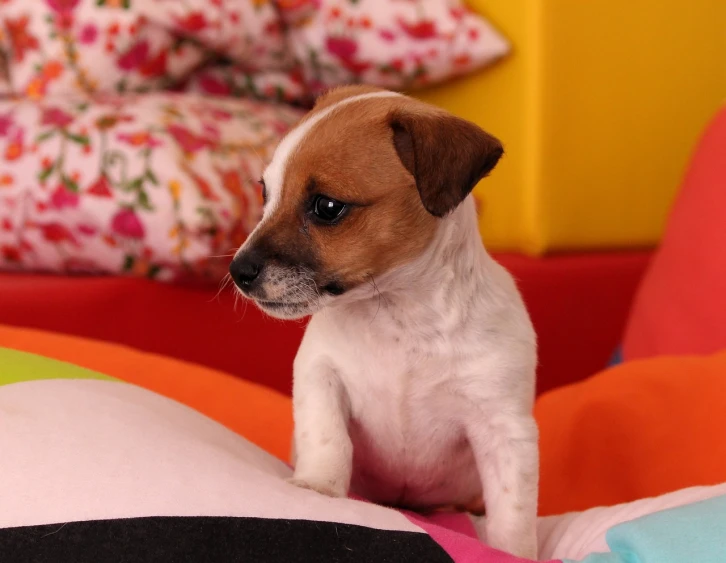 a small brown and white dog sitting on a bed, by Félix Bódog Widder, flickr, highly colorful, puppies, tv still, vivid colours. sharp focus. wow!