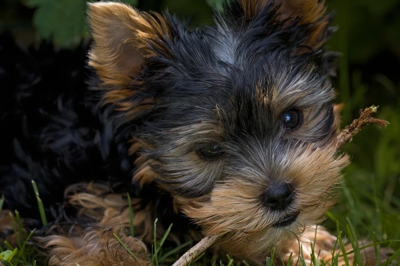 a small dog chewing on a stick in the grass, a picture, by David Garner, pixabay, photorealism, holding her yorkshire terrier, closeup 4k, puppies, wallpaper - 1 0 2 4