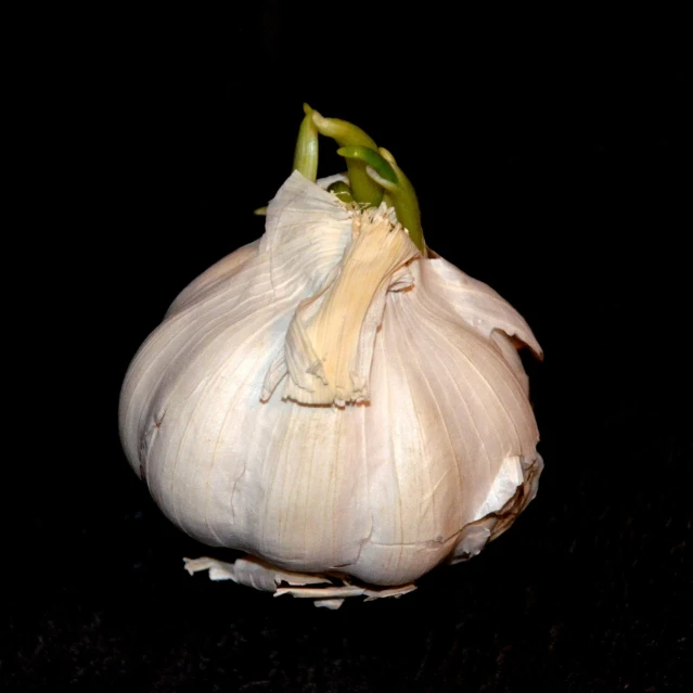 a close up of a bulb of garlic on a table, inspired by Carpoforo Tencalla, hurufiyya, with a black background, high detail product photo