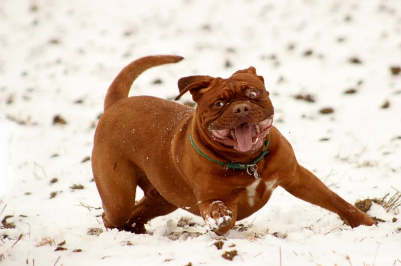 a dog running in the snow with it's mouth open, by Alexander Deyneka, flickr, wrinkly, reddish, iphone wallpaper, marine