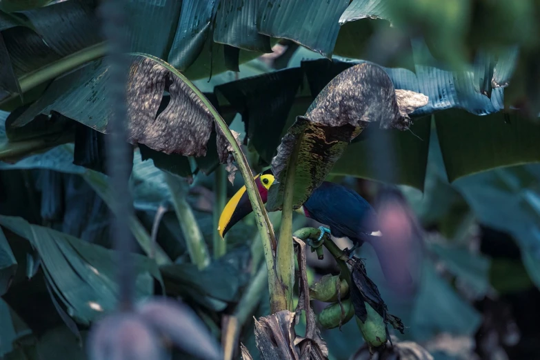 a bird sitting on top of a banana tree, a photo, sumatraism, deep lush vivid colors, hidden in the forest, peru, leaked image