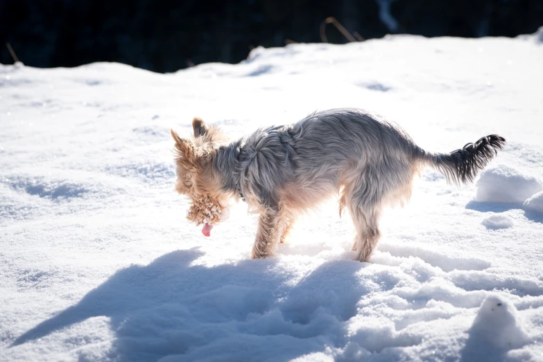 a small dog standing on top of snow covered ground, figuration libre, licking out, directional sunlight skewed shot, toy photo, high res photo
