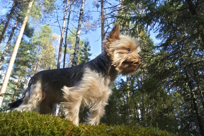 a small dog standing on top of a lush green field, a portrait, by Jaakko Mattila, pixabay, sunny day in the forrest, yorkshire terrier, moss covered, hunting