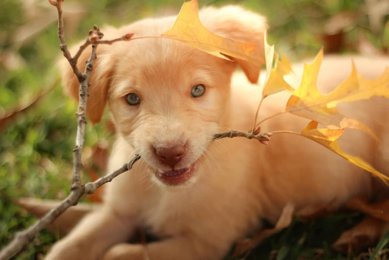 a close up of a dog with a stick in its mouth, flickr, romanticism, golden leaves, wallpaper hd, closeup of an adorable, blue-eyed