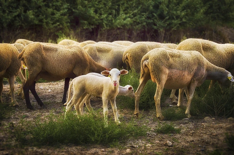 a herd of sheep standing on top of a grass covered field, a picture, by Harold von Schmidt, trending on pixabay, renaissance, post processed denoised, soft golden light, the second… like a calf, dinner is served