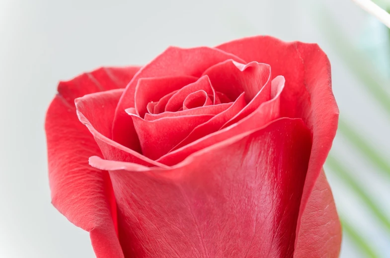 a close up of a red rose in a vase, a macro photograph, high detail product photo