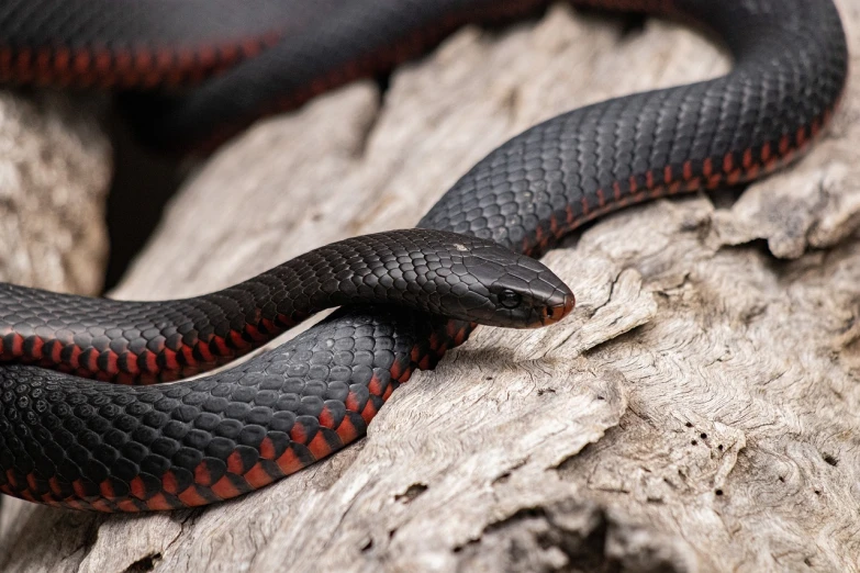 a close up of a snake on a piece of wood, a portrait, by Robert Brackman, trending on pexels, cobra, black-crimson color scheme, flat triangle - shaped head, wrapped in black, young female