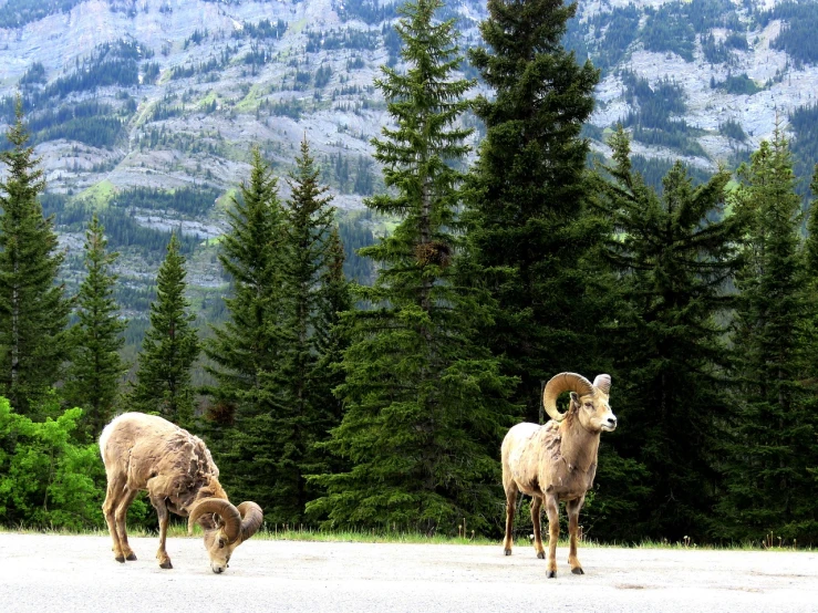 a couple of animals that are standing in the dirt, by Kristin Nelson, pixabay, glacier national park, on the side of the road, ram horns, view from the side”