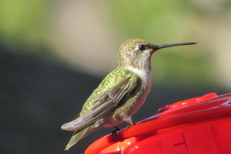a hummingbird sitting on top of a red bird feeder, a portrait, by David Budd, flickr, arabesque, immature, side view of a gaunt, rounded beak, 1 female