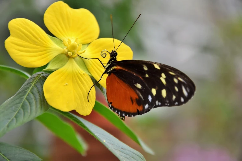 a close up of a butterfly on a flower, by Dave Melvin, flickr, realism, yellow and black, lantern fly, various posed, 2 0 2 2 photo