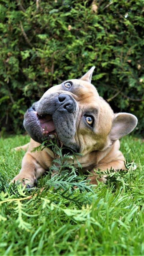 a dog that is laying down in the grass, a photo, by Juergen von Huendeberg, shutterstock, renaissance, about to consume you, french bulldog, macro!!!!!!, lush greens