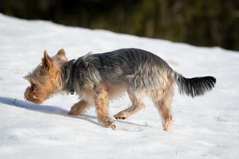 a small dog walking across a snow covered field, by Aleksander Gierymski, shutterstock, bauhaus, yorkshire terrier, bending down slightly, very sharp photo