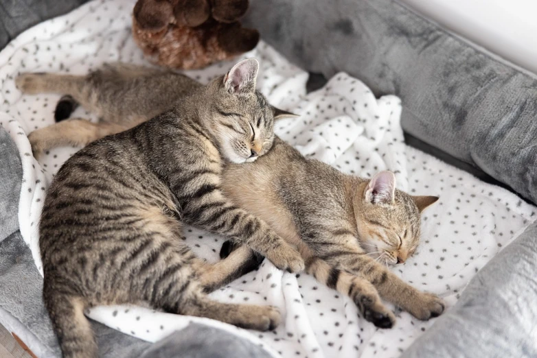 a couple of cats laying on top of a bed, by Maksimilijan Vanka, pixabay, hugging and cradling, with a twin, spots, netflix