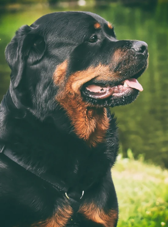 a black and brown dog sitting next to a body of water, a portrait, pexels, renaissance, rottweiler firefighter, neck zoomed in, lowres, portrait image
