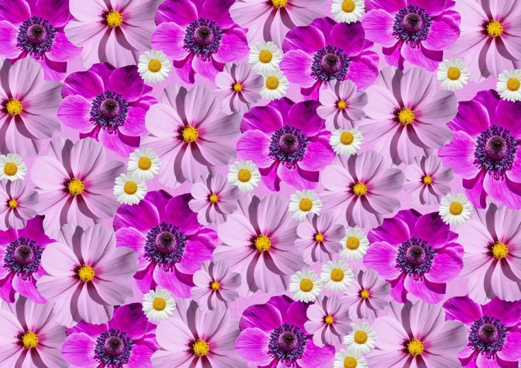 a bunch of pink flowers that are next to each other, a picture, inspired by Peter Alexander Hay, trending on pixabay, process art, repeating pattern, cosmos, violet color, magic eye