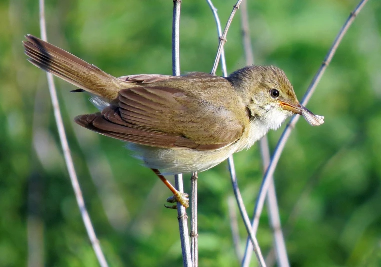 a small bird sitting on top of a tree branch, by Julian Allen, the straw is in his mouth, bird nightingale as subject, wallpaper mobile, annie leibowit