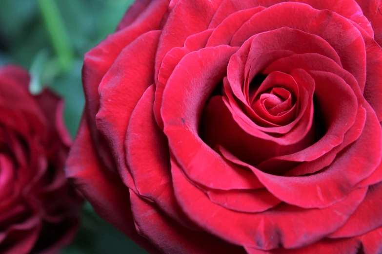 a close up of a red rose with green leaves, romanticism, istockphoto, beautiful flower, infinite intricacy, rich deep colors