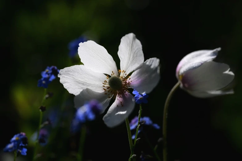 a close up of a white flower with blue flowers, by Dave Allsop, flickr, romanticism, anemones, contre jour, in the shadows, manuka