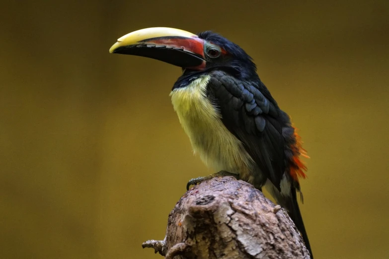 a colorful bird sitting on top of a tree branch, a portrait, flickr, sumatraism, toucan, black and yellow and red scheme, perched on a rock, mid shot photo