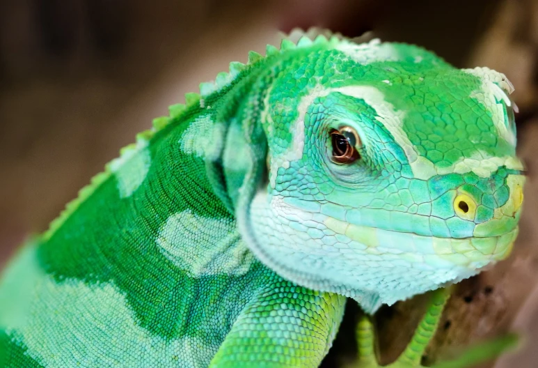 a close up of a lizard on a tree branch, trending on pexels, green and blue colour palette, large green dragon, gecko sitting inside a terrarium, skin painted with green