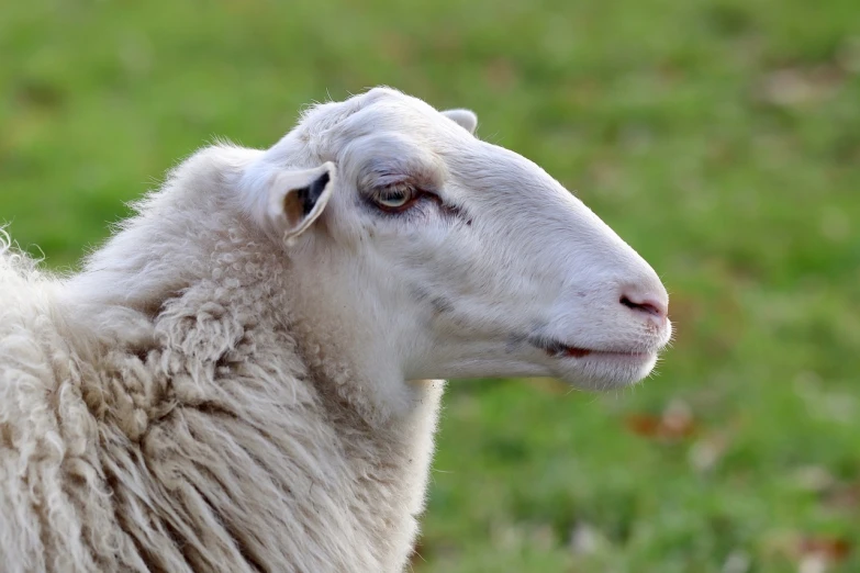 a close up of a sheep in a field, by Edward Corbett, shutterstock, romanticism, beautiful smooth oval head, face photo, side profile centered, long face