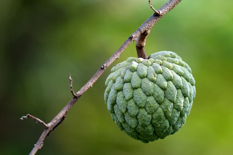 a close up of a fruit on a tree branch, a digital rendering, shutterstock, hurufiyya, coxcomb, green skin with scales, nepal, geodesic