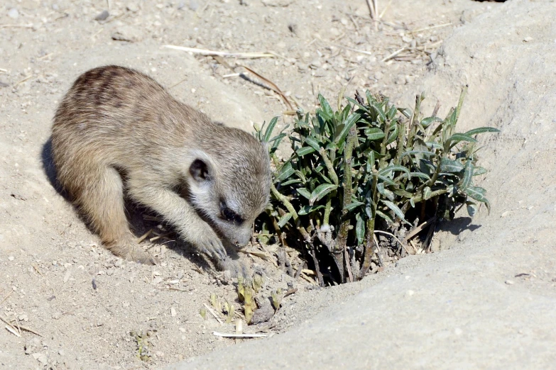 a close up of a small animal near a plant, flickr, mingei, on the desert, digging, associated press photo, tourist photo