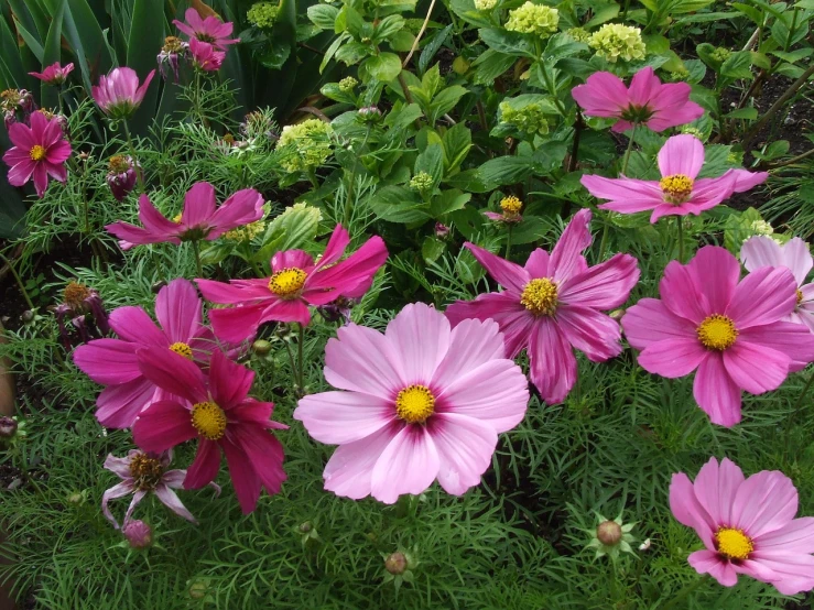 a group of pink flowers sitting on top of a lush green field, by Susan Heidi, miniature cosmos, flowers in a flower bed, coloured with lots of colour, contrasting colours