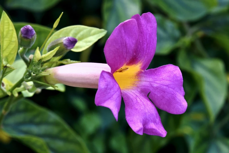 a close up of a purple flower on a plant, by Robert Brackman, tropical flower plants, flowering vines, pink yellow flowers, purple. smooth shank