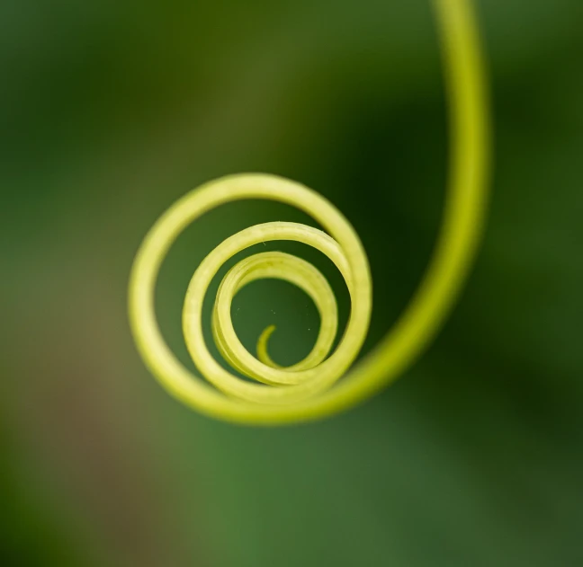 a close up view of a spiral plant, a macro photograph, by Jan Rustem, minimalism, green and yellow tones, thin dof, bangalore, scrolls