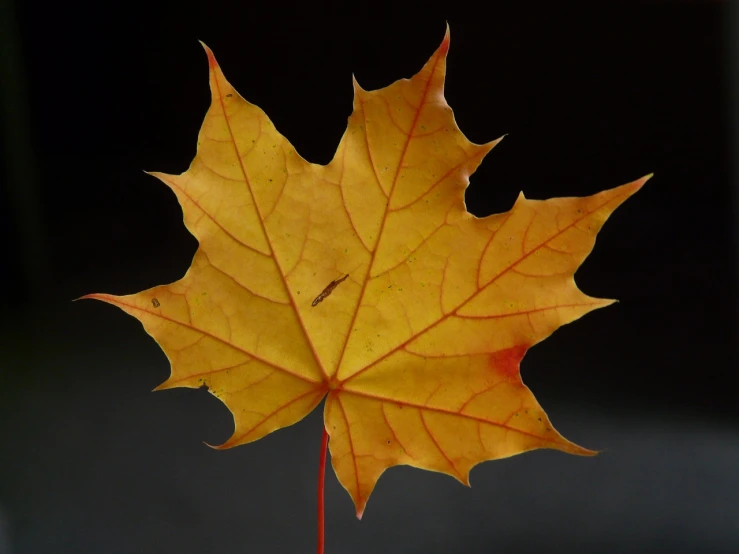 a close up of a leaf on a stick, a picture, by Robert Brackman, canadian maple leaves, with a black background, yellow colors, 4 0 9 6