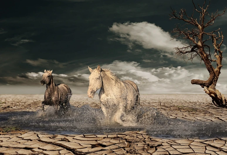 two horses running through a puddle of water, trending on pixabay, romanticism, barren dry land, background image, photorender, looking sad