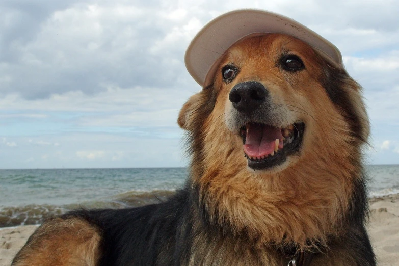 a close up of a dog wearing a hat on a beach, a picture, fluff, wikimedia, happy friend, flash photo