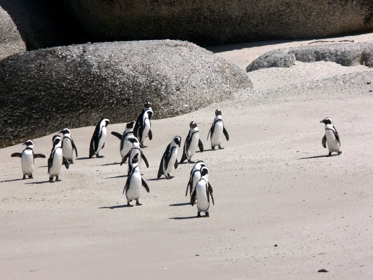 a group of penguins walking along a sandy beach, a photo, renaissance, shot on a 2 0 0 3 camera, wikipedia, south african coast, watch photo